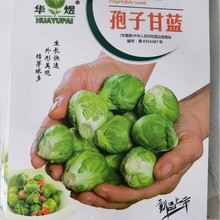 抱子甘蓝种子早熟杂交绿甘兰种籽春秋季包菜大头菜卷心菜