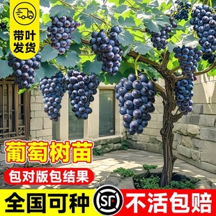 �޷����ј��m�ش��Ϙ�ꖹ�õ�������Ϸ�����ͥԺ�Nֲ�������ٱ���