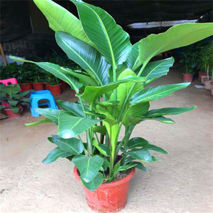 �����B���Կ͏d���ͻ����k���҃Ⱥ��B�Gֲ�·���������ȩ���~ֲ��