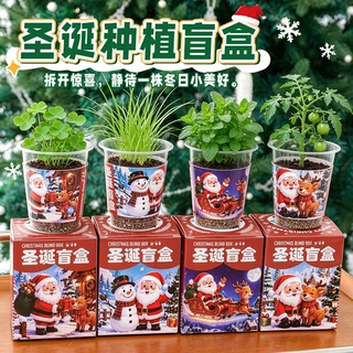 圣诞节手工种植盆栽盲盒儿童植物花卉小盆栽桌面摆件奖品小礼品
