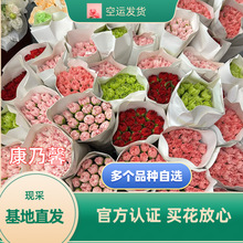 云南基地直发康乃馨鲜花母亲节公司活动送礼用花现采花束