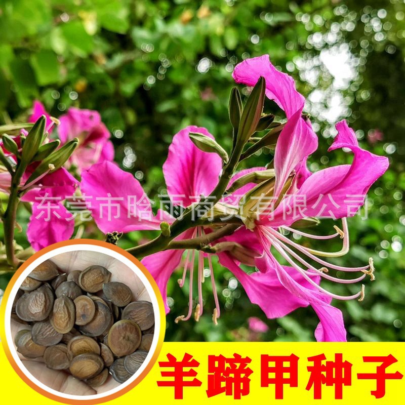 羊蹄甲种子 优质红花羊蹄甲种子 宫粉紫荆树种子量大优惠高出芽率