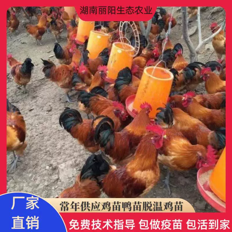 出售新品乌皮红冠鸡苗活体出壳一日龄农村放养跑山鸡易活好养土鸡