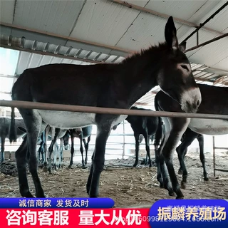 销售乌头驴 肉驴崽 小驴价格 肉驴 杂交肉驴苗 提供母驴