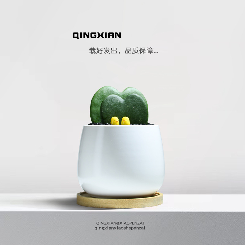 一片心绿植办公室桌面防辐射小盆栽心叶球兰植物室内花卉创意礼物