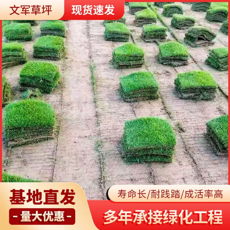 草坪厂家批发足球场人工真草坪中华结缕草园林草坪四季常青草皮
