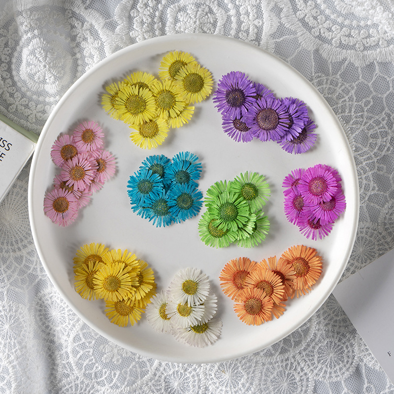 Golden Needle Chrysanthemum Small Daisy Dried Flowers Wholesale Small Flying Canopy Embossed Specimen Dropping Glue Mobile Phone Shell Photo Frame Nail Portrait Face Makeup