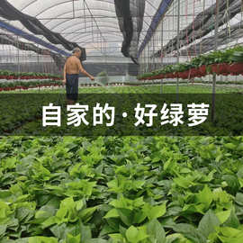绿萝盆栽室内吸除甲醛净化空气长藤垂吊新房水培花卉绿植大叶绿箩
