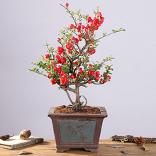 L۹ںձĻ҃ͥԺذ辰Ϙڎ