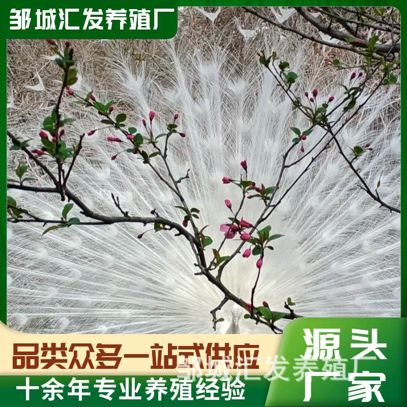 Большой хвост декоративный павлин оптовой продажи