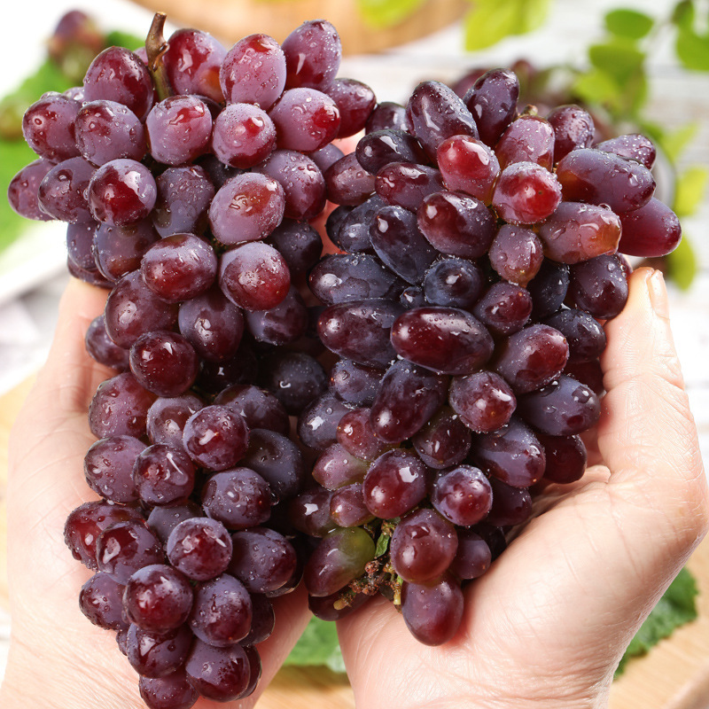 Northeast Tulip Grapes Fresh Fruit Gift Box Popular Online Fruit for Pregnant Women Whole Box Free Shipping for Pregnant Women
