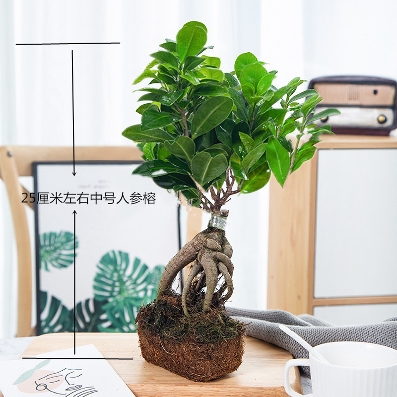 Large Banyan Tree Bonsai for Office Desktop, Living Room Green Plant, Small Banyan Tree Potted Plant, Easy to Grow and Maintain