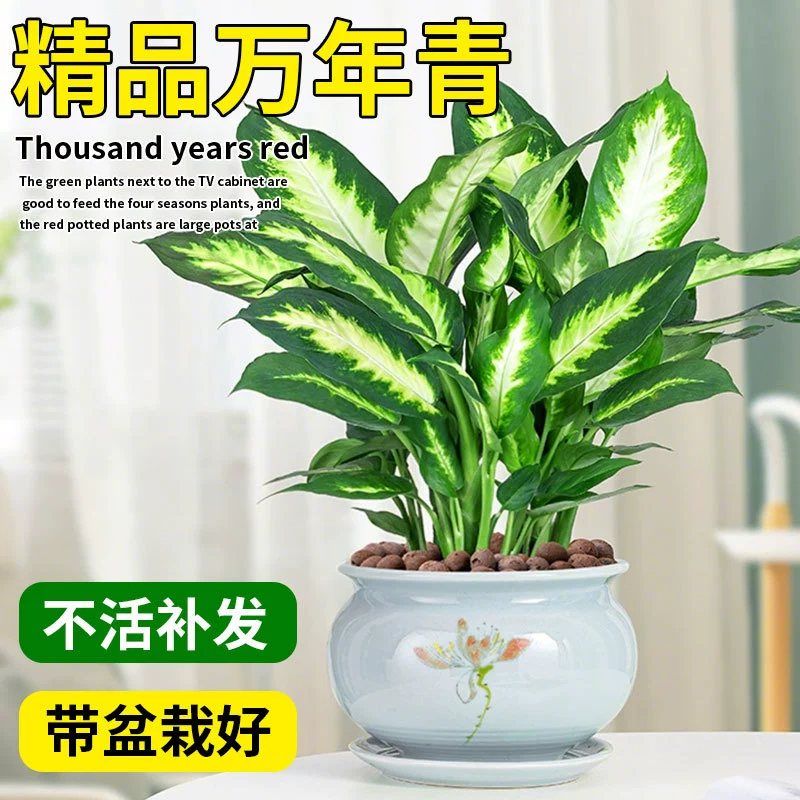 Мария вечнозеленое зеленое растение в горшке, комнатное растение, отпугивающее комаров, гостиная, вечнозеленое растение круглый год, легко кормить, офис