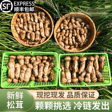 云南特产香格里拉新鲜松茸云南食用新鲜松茸产地批发供应一斤供货