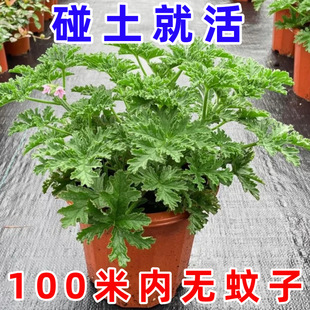 Mosquito Repellent Potted Plants, Outdoor and Indoor Green Plants, Mosquito Repellent Seeds, Courtyard Fragrant Leaves, Geranium Flowers, Anti-Mosquitoes
