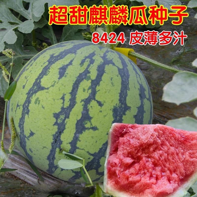 8424麒麟少籽早佳西瓜种子特大高产巨型甜王南方四季蔬菜水果种孑
