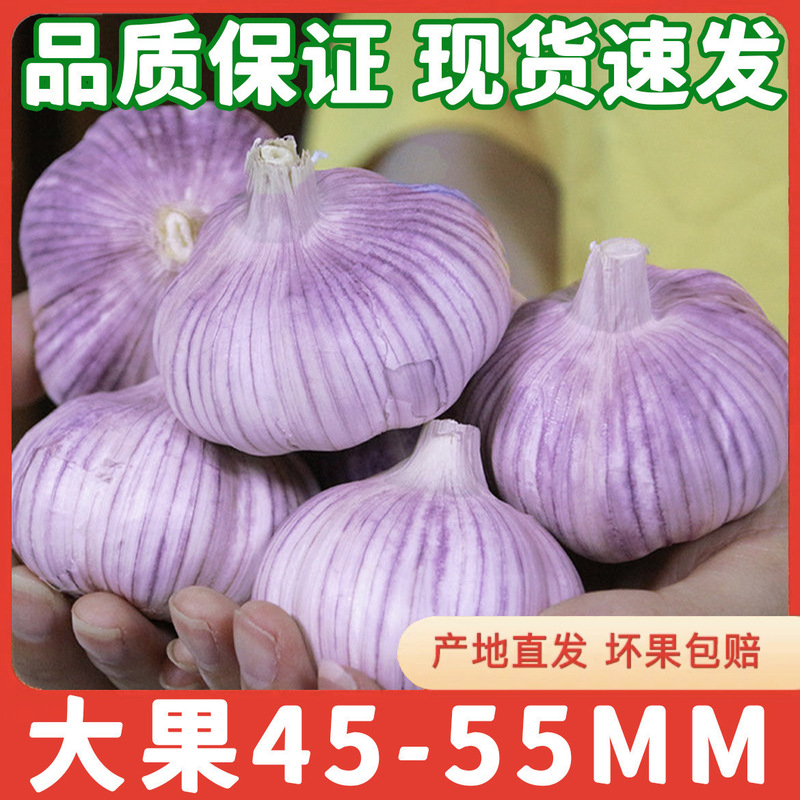 2024 季節のニンニクヘッド卸売乾燥ニンニク紫ニンニクヘッド乾燥ニンニク特大新鮮なニンニク卸売送料無料|undefined