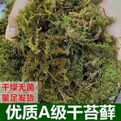 蘭花專用苔蘚烏龜苔蘚 乾苔蘚水苔植物鋪面苔蘚草
