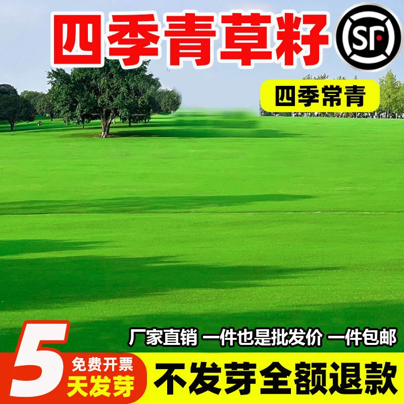 Четырехсезонные семена вечнозеленого газона, семена газонной травы без кошения, смешанное посевное семя для защиты склонов и стабилизации почвы, семена четырехсезонной вечнозеленой холодостойкой и засухоустойчивой травы.
