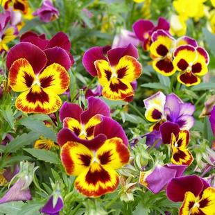 Winter Cold-Resistant Four-Season Sowing Easy-To-Live Balcony Outdoor Courtyard Cat Face Butterfly Flower Pansy Seeds