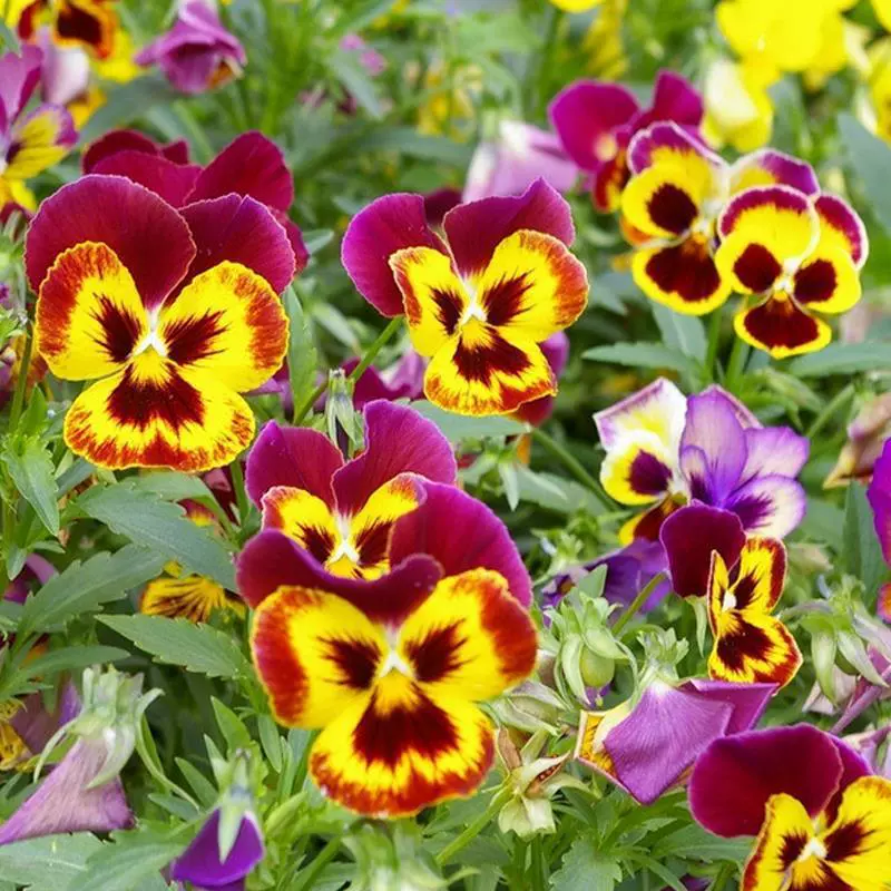 Зимние морозостойкие семена для выращивания на балконе, во дворе или на открытом воздухе: кошачья мордочка, бабочка, цветок, бузина.