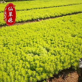 宿根花卉;一二年生花卉;灌木