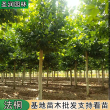 法国梧桐树苗庭荫树和行道树法国梧桐苗法桐树苗速生法桐