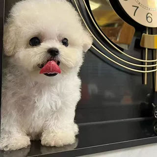 批发定制韩版比熊小型茶杯犬宠物活体狗狗布朗熊玩赏犬伴侣犬幼崽