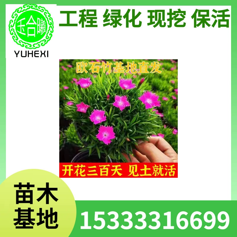 Рассада цветов диантуса, цветы диантуса с бутонами, четырехсезонный газон, уличный газон, легко живущие морозостойкие растения, длительный период цветения во дворе.