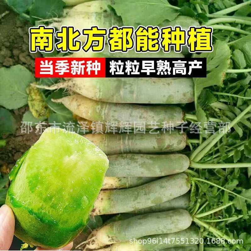 天津沙窝萝卜种籽青皮水果萝卜种正宗萝卜种子四季可种蔬菜秋冬季