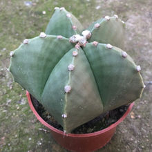 �_���[�P�����������Գ����k���ҷ�ݗ�����⌍�����