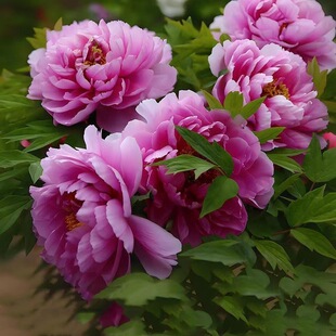 �^�pĵ���ذ���Ӵ󻨰�ĵ�������ļ��҃������̨�ͺ�