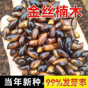 ���ڽ�z�ľ�N���Ĵ�С�~骼��~��z骘E��h骽�z�ľ��N����