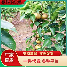 һ�����l���������������������Ϸ������Nֲɳ�������ڻ����