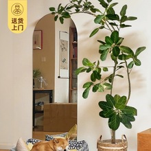 孟加拉榕绿植网红大型绿植物室内客厅好养盆栽榕高山榕树落地