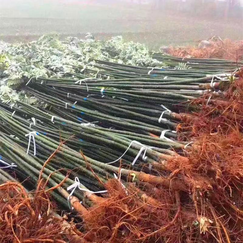 【大毅苗圃】供应各种工程苗木 花卉 基地直销 优质 国槐