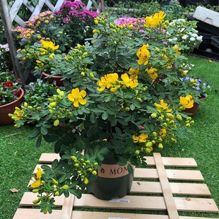 �S��÷�������ͺ�ľ��ֲ��ͥԺ���@����������¶�������_��������