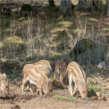 购买野猪苗 山东野猪养殖 特种野猪苗批发 小野猪市场价格行情