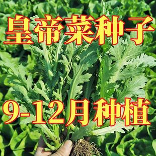 С�~�����߲˷N���׷N�ͺ���������˷N�������҃Ȳ��N���лʵ۲�