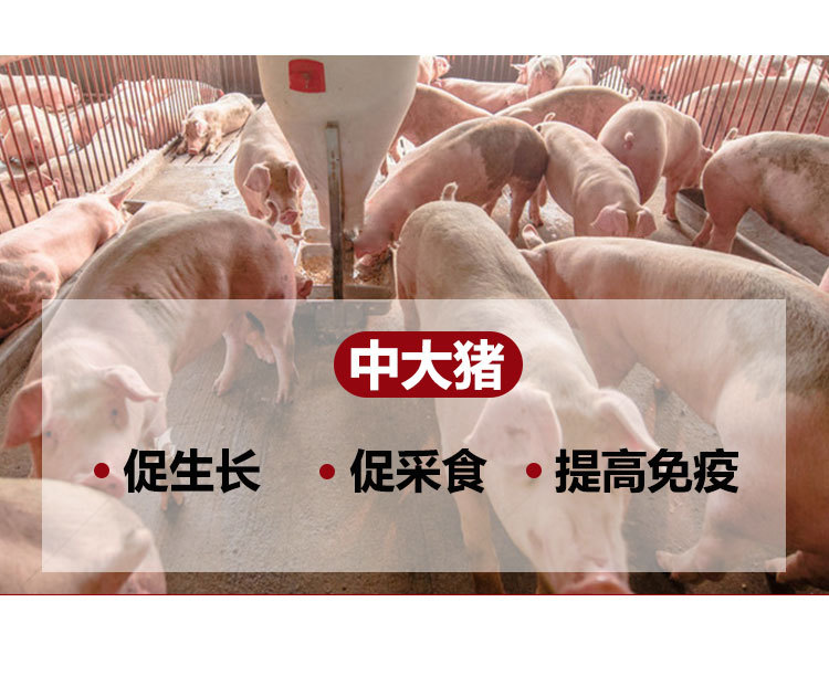 宝积猪用胆汁酸广告法_05.jpg