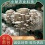 袋装定制平菇天麻菌种