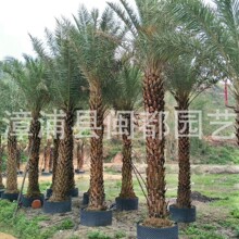 �Ж|���������� �U�� 1.5-2 �� ��ֲ�� �����G�� �е��� ����ֱ��