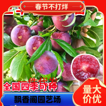 һlAӘtƷNش޽ӷϷNֲˮ