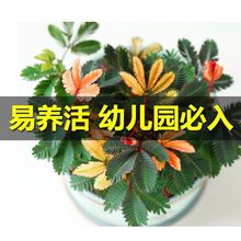 含羞小盆栽植物室内趣味花卉四季怕羞办公害羞阳台植物桌面