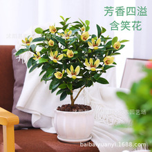 ͺԺЦ ƷNϻ tЦ Ц  _