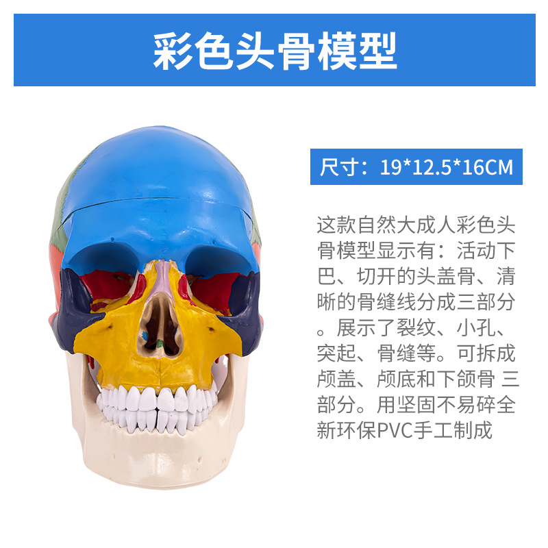 ��ɫͷ��ɫ�Է��� ��ѧ����1:1����­�Խ���ģ�͸���׵���Զ���