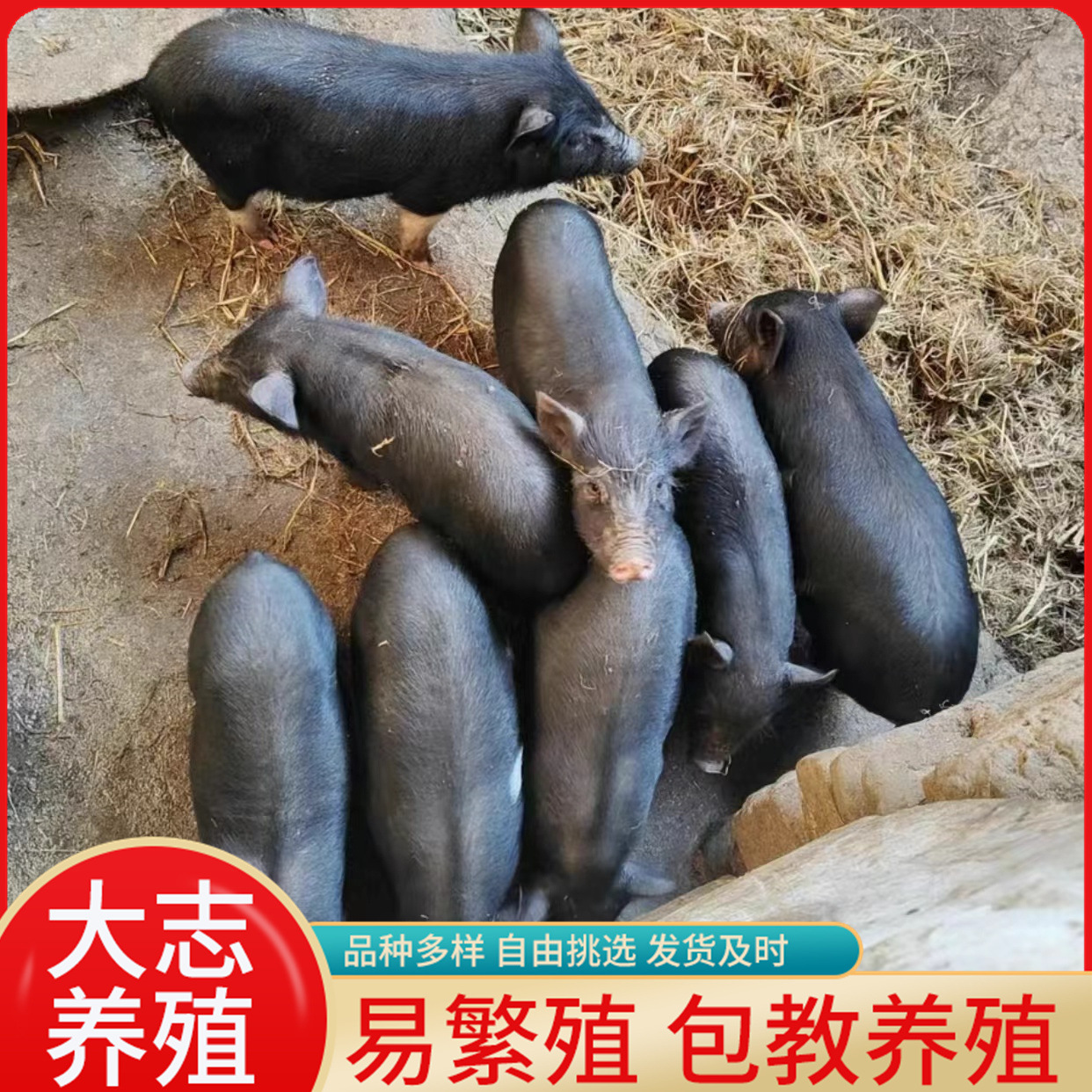 低价批发活体小藏香猪仔 藏香猪种价格 出售藏香猪苗纯种猪