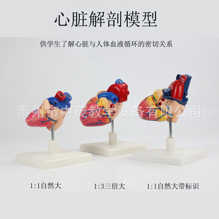 ���K����ģ�� �̌W����1:1���w���Kģ��1��3���� B���ʳ��t����