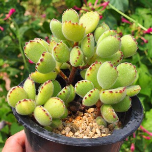 ��ͯ�� �����Ϙ��G�ܿɐ��ȶ���ֲ����֬�ܶ��^Ⱥ���S����צ����