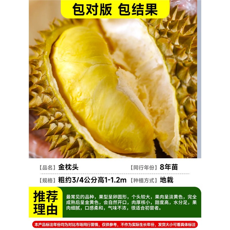 [가짜 하나는 10개로 간주] 두꺼운 3-4cm 태국-황금베개 두리안(8년근 모종) 봉지결과+81cm(포함)-110cm(포함)